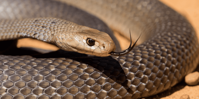 venomous bites and stings