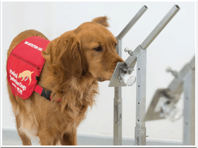 Covid-19 Detection Dogs