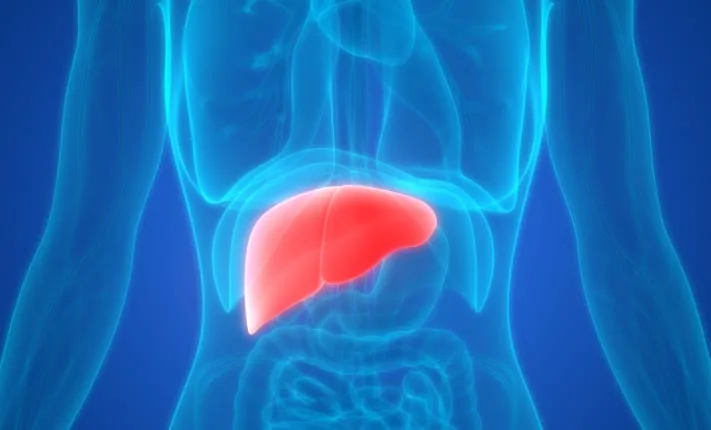 liver
