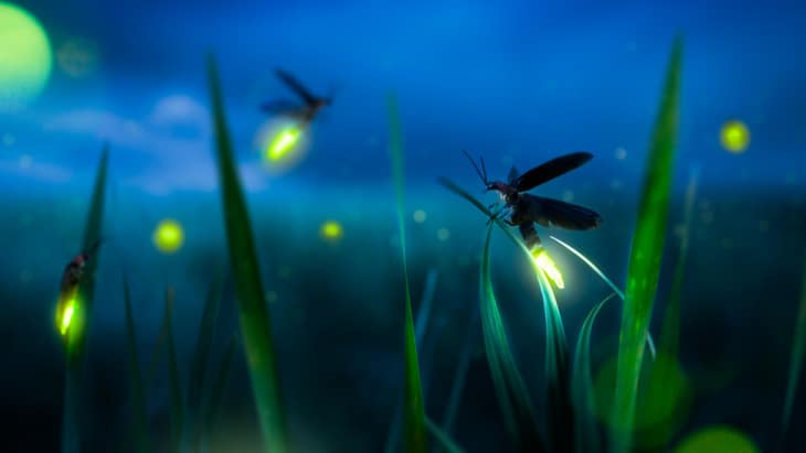 Firefly's glow