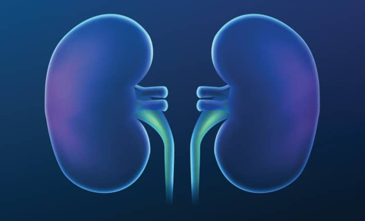 kidney