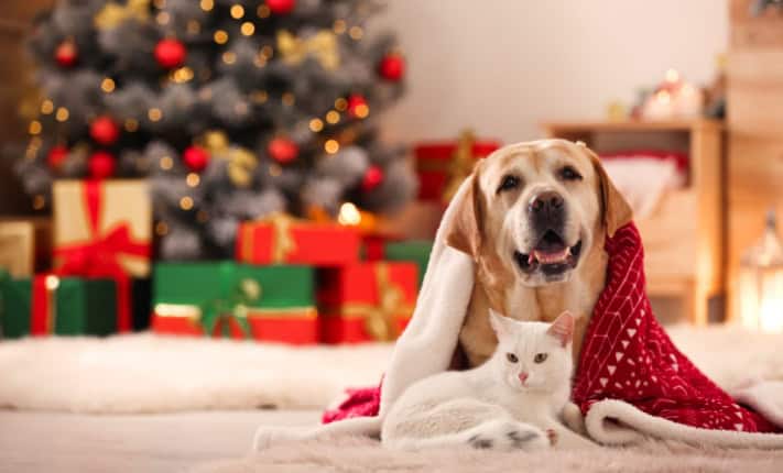 Pet-friendly Christmas