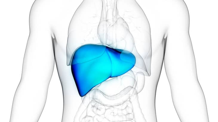 liver