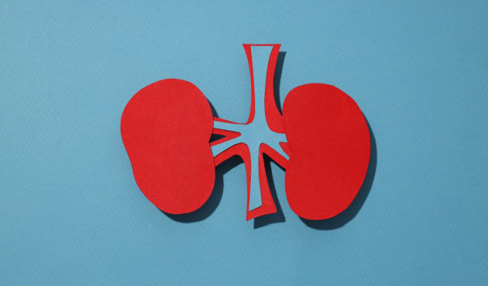 kidney