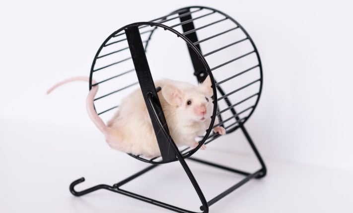 slow cognitive decline