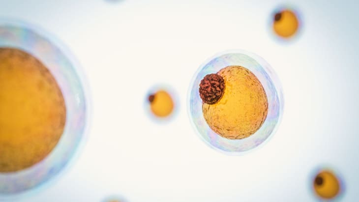 fat cells