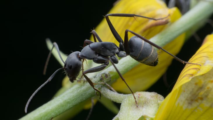 The Hippocratic Post - ants