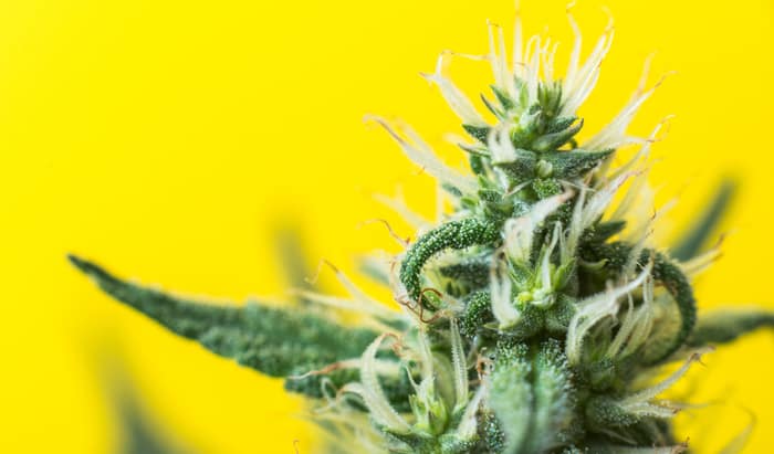 cannabis for severe epilepsy