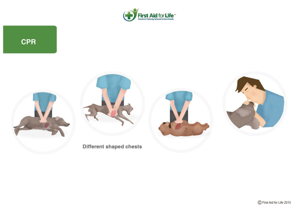 CPR dog