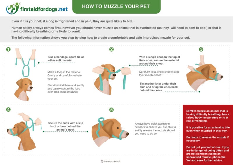 7 First Aid Tips that could save your dog's life