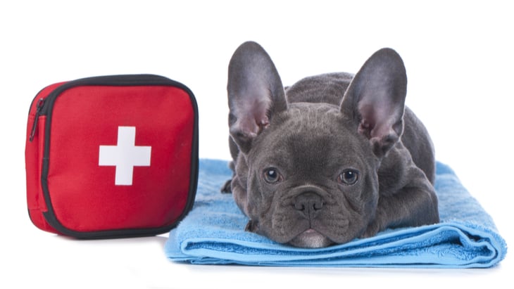first aid for dogs