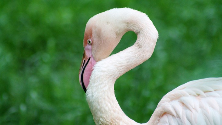 The Hippocratic Post - neck