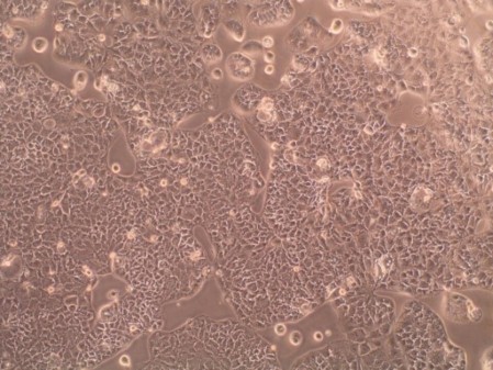 Gut Cells_Technobiology Labs Politecnico di Milano