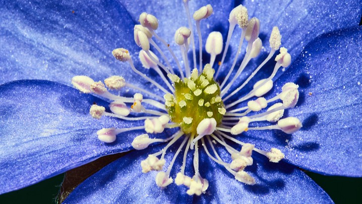 The Hippocratic Post - the liver