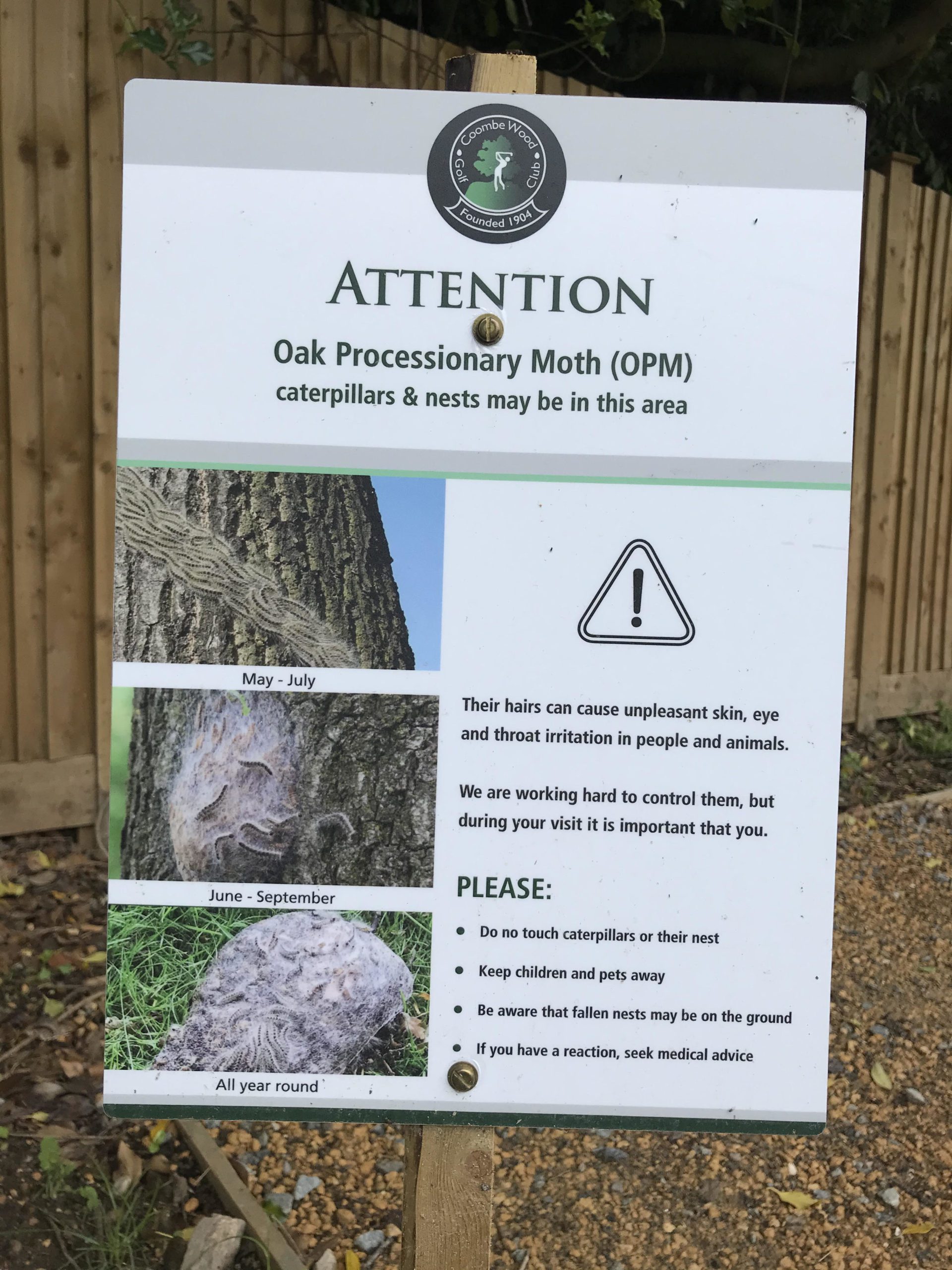 oak processionary moth