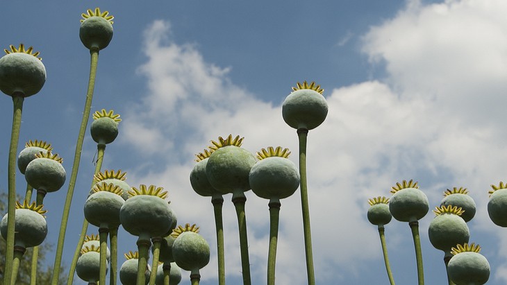 The Hippocratic Post - opioids