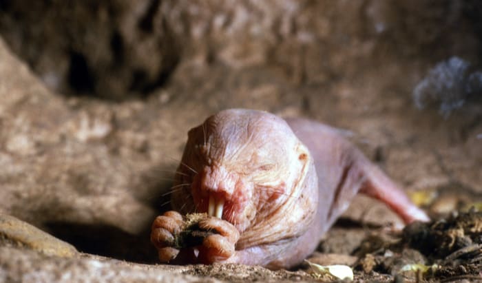 mole rat
