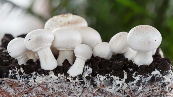 fungus