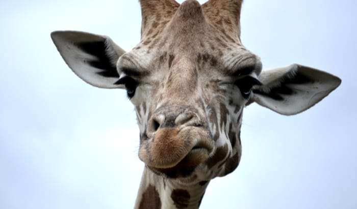 neck pain and migraine