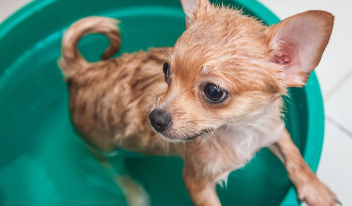 dog burns and scalds