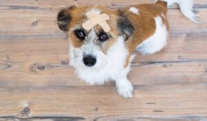 7 First Aid Tips that could save your dog’s life first