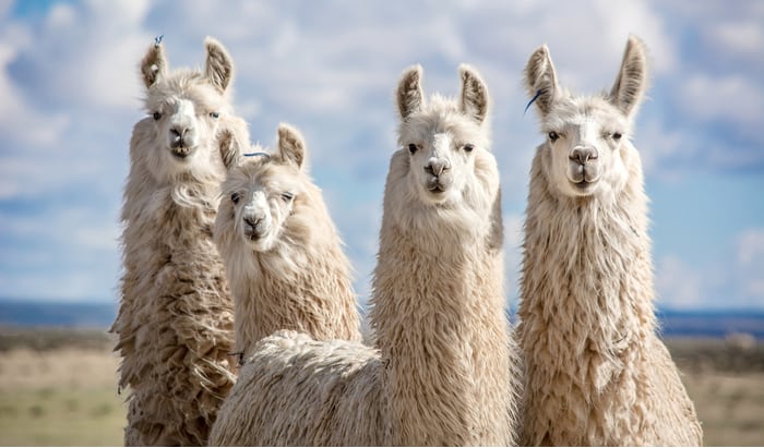 llamas