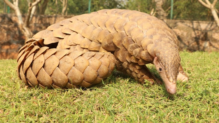 pangolins
