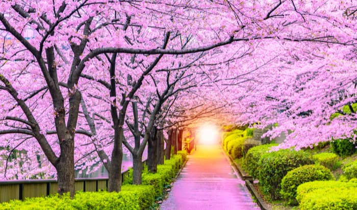 palliative care services