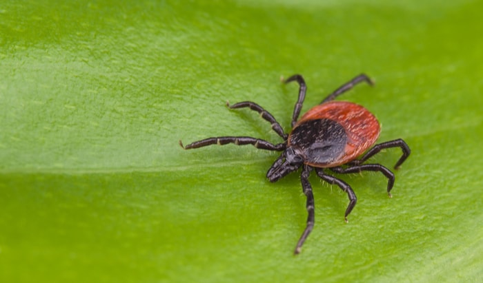 ticks