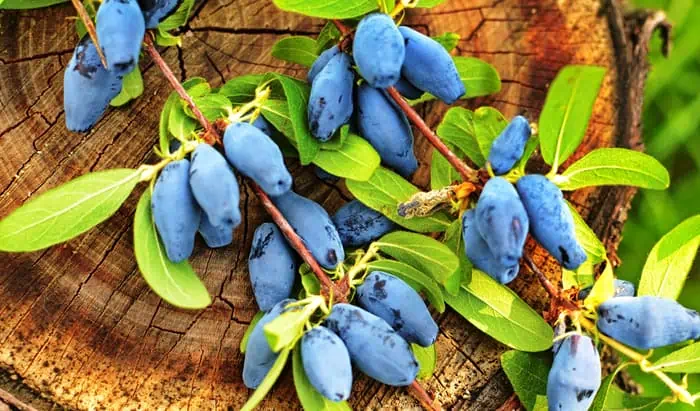 Haskap berries