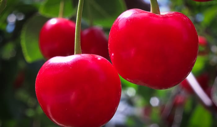 Montmorency cherries