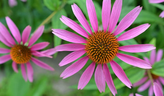 Echinacea