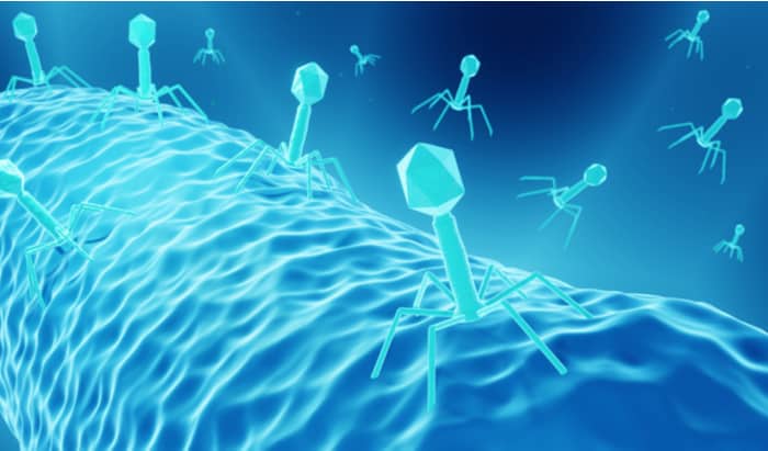 phage therapy