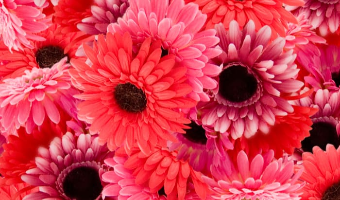 Lady Garden Foundation