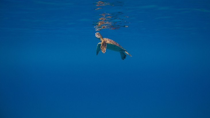 The Hippocratic Post - lung disease