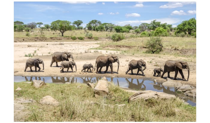 midwifery trip to Africa