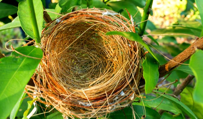 Empty Nest Syndrome