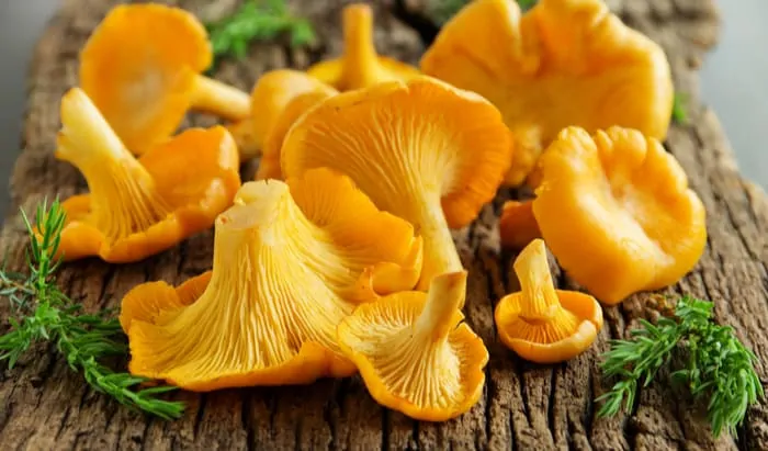 Chanterelle mushrooms
