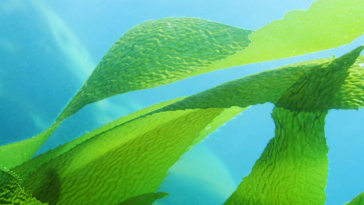 seaweed