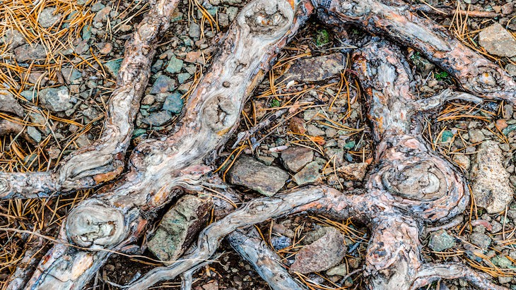 The Hippocratic Post - arthritis