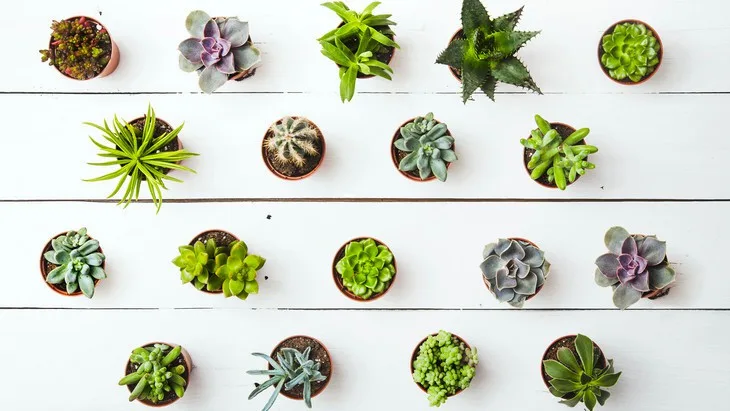 The Hippocratic Post - cacti