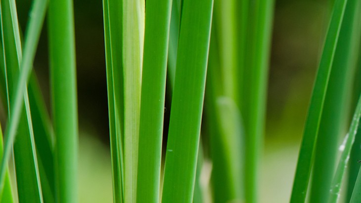 The Hippocratic Post - anorexia