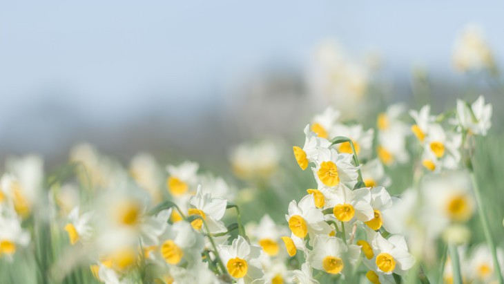 The Hippocratic Post - Narcissus