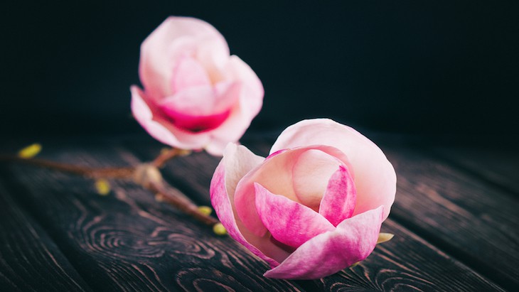 The Hippocratic Post - compassion