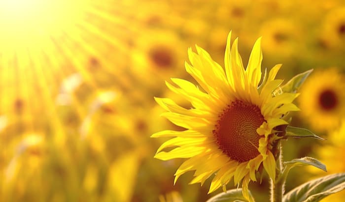 Seasonal Affective Disorder