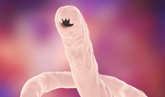 hookworm