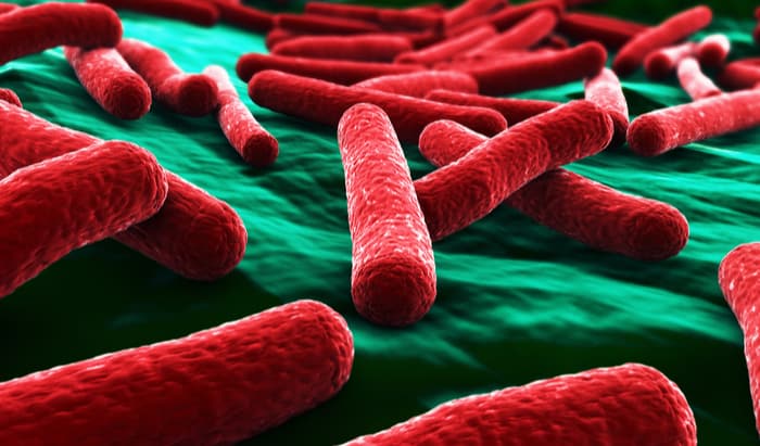 E. coli bacteria