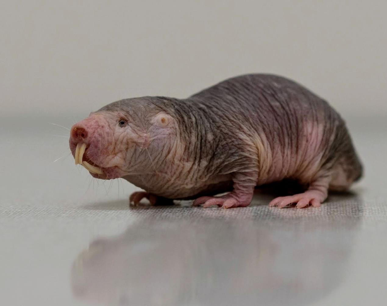 naled mole rat 1 naled mole rat 1